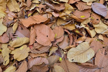 closeup autumn dry leaves
