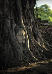 Ancient Buddha in tree roots