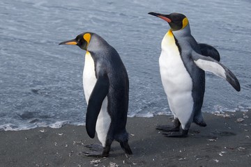 Fototapeta na wymiar Two king penguins looking at the ocean at Gold Harbor in South Georgia, Antarctica