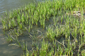 Juncos en la orilla del río