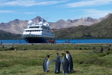 King penguins on Stromness Bay in South Georgia, Antarctica © bleung
