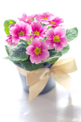 Primrose flowers on white background