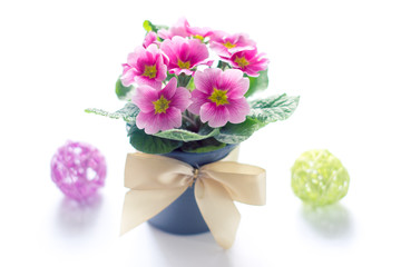 Primrose flowers on white background