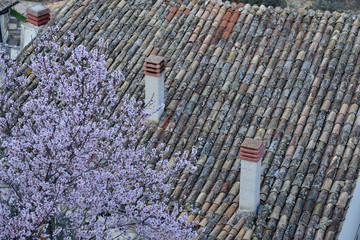 roof tiles,  chimney and peach tree         