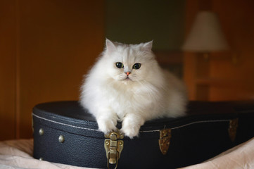 White cat with guitar