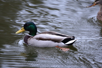 Fototapeta premium Stockenten am See