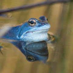 Moorfrosch