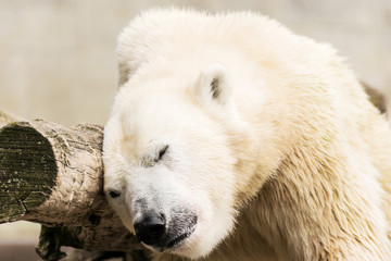 Polar bear. Ursus maritimus.
