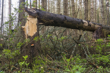 Fallen tree in the coniferous forest