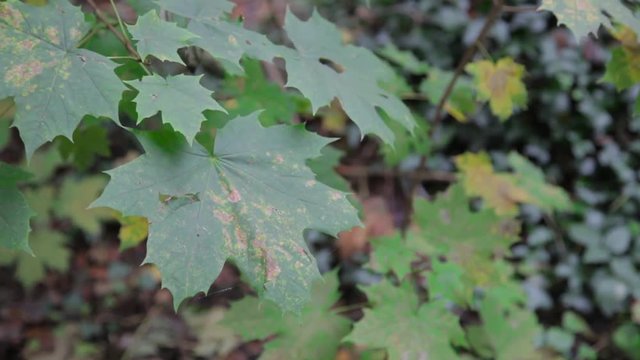 Mable leaves in the forest