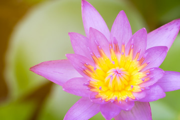 Obraz premium Purple lotus.