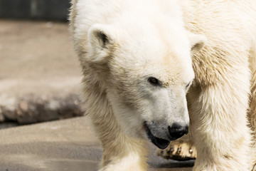 Fototapeta na wymiar Polar bear. Ursus maritimus.
