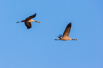 Pair of crane in fly the sky