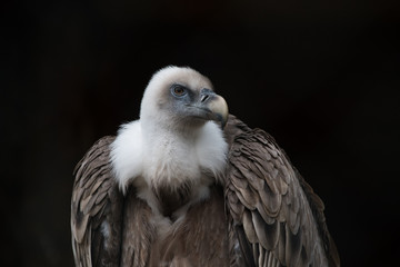 Gänsegeier