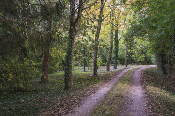 beautiful alley in autumn