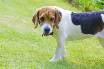 Naklejka na ściany i meble English beagle - breed of the hunting hounds of dogs
