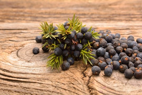  Common Juniper (Juniperus communis) fruits