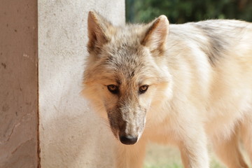 American Wolfdog, Wolf and animals