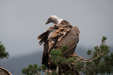 Gänsegeier