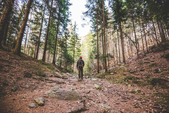 hiker walking on a mountain trail in the woods - wanderlust travel concept with sporty people at excursion in wild nature - outdoor activity italian Alps Italy