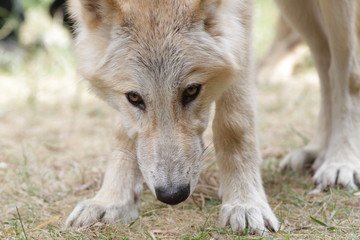 American Wolfdog, Wolf and animals