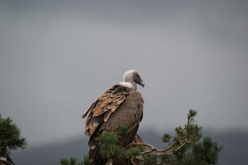 Gänsegeier