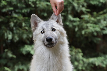 Obraz premium American Wolfdog, Wolf and animals