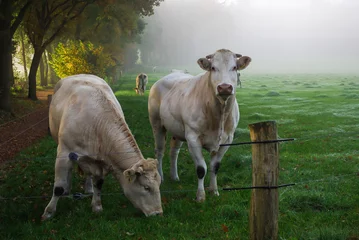 Fotobehang Cows © FEM