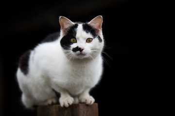 Fototapeta na wymiar Katze auf Holzplock