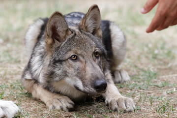 American Wolfdog, Wolf and animals