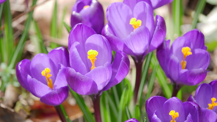 Fototapeta premium Lila Krokusse