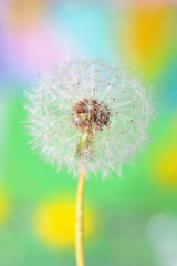 dandelion on colorful background