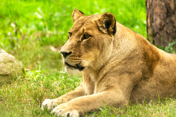 Fototapeta na wymiar Lioness female. Panthera leo.