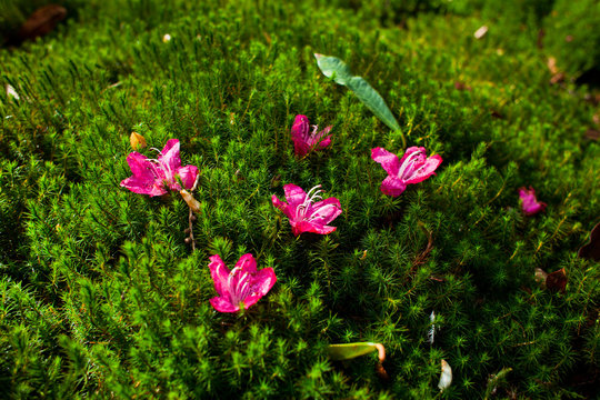 Spring green moss with rhododendron pink flowers in wild forest in Scotland.