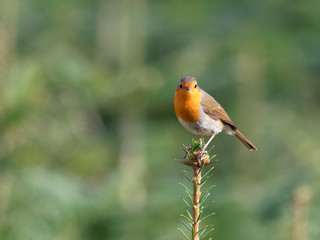 Fototapeta premium Robin - Erithacus rubecula