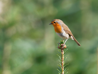 Fototapeta premium Robin - Erithacus rubecula