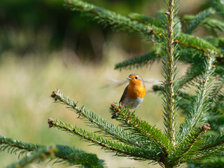 Robin - Erithacus rubecula