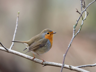 Fototapeta premium Robin - Erithacus rubecula