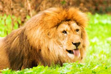 Lion male. Panthera leo.