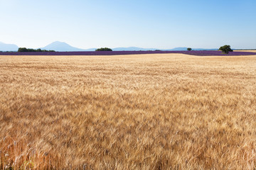champ et épis de blé