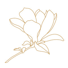 Golden magnolia tropical flower blossom in leaves on a white background. © mirskaya