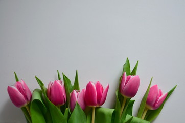 Fototapeta tulipany obraz