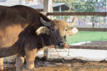 buffalo head in the pen