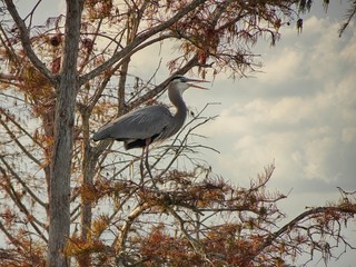 blue heron perched on a branch