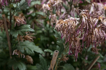 faded chrysanthemum flowers