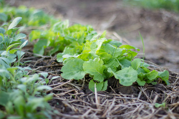 fresh vegetable on the vegetable garden