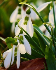 Galanthus nivalis /Snowdrop