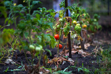 Garden after rain. Apple, apples, plums, tomatoes, grapes, strawberries. How to grow garden plants...