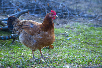 Red chicken in the yard 