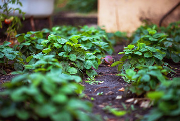 Garden after rain. Apple, apples, plums, tomatoes, grapes, strawberries. How to grow garden plants in summer.